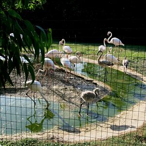 flamingo breeding flock