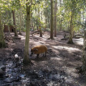 Red River Hogs - 15.08.2014