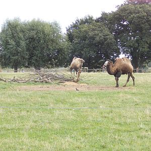Camels - 15.08.2014