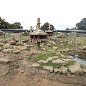 Baboons - 15.08.2014