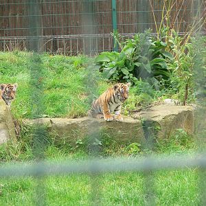 Amur Tiger cubs at Blackpool Zoo, 16/08/14