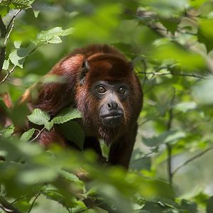 Red howler in the trees, 8/12/14