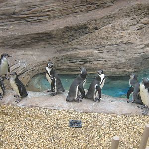 Humboldt Penguins