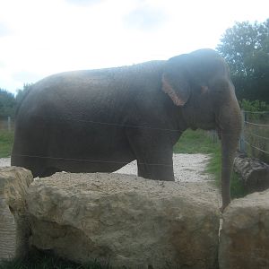 Anne the Elephant