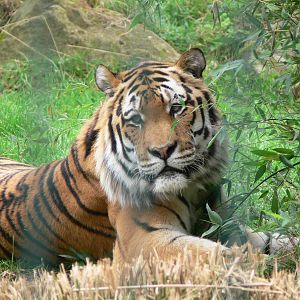 Amur Tiger at Blackpool Zoo, 16/08/14