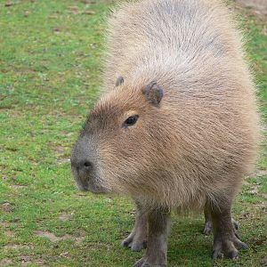Capybara at Blackpool Zoo, 16/08/14