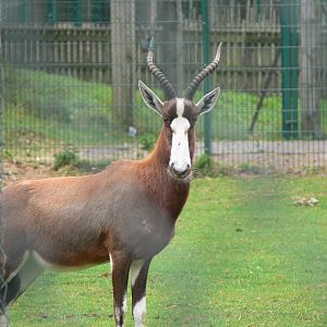Blesbok at Blackpool Zoo, 16/08/14