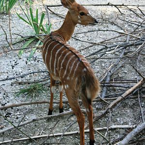young nyala