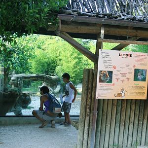 tiger exhibit area
