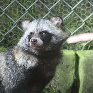 Raccoon Dog, 13th August 2014