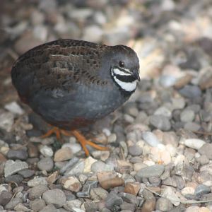 Chinese Painted Quail, 13th August 2014