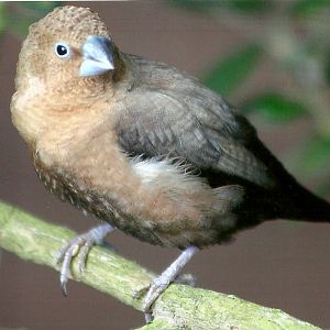 African Silverbill, 13th August 2014