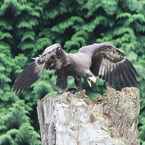 The Eagle has landed....