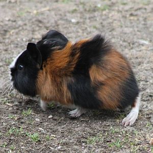 Guinea-pig