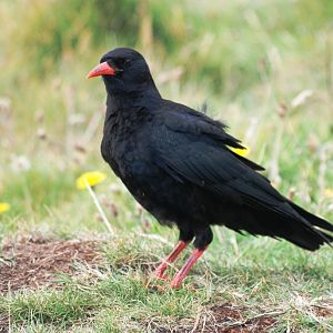 Red-billed Chough at South Stack (Anglesey), 16/08/14
