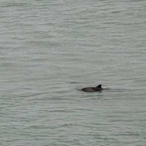 Harbour Porpoise at Point Lynas (Anglesey), 16/08/14
