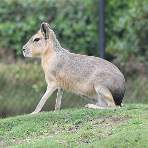 Patagonian cavy