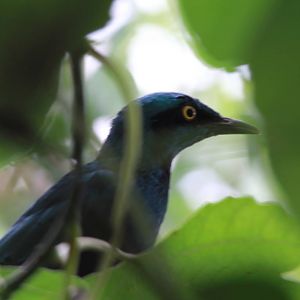 Lesser Blue-eared Glossy Starling
