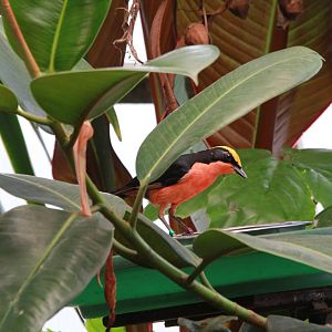 Yellow-crowned Gonolek
