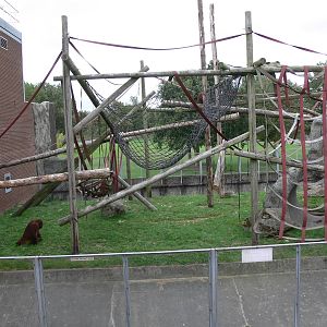 Orangutan Outlook at Blackpool Zoo, 16/08/14