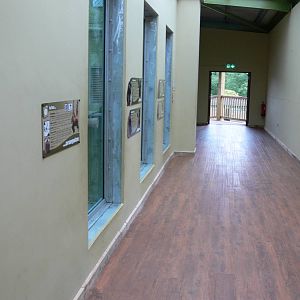 Orangutan Outlook at Blackpool Zoo, 16/08/14