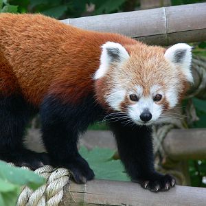 Nepalese Red Panda at Blackpool Zoo, 16/08/14