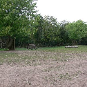 Zebra paddock at Blackpool Zoo, 16/08/14