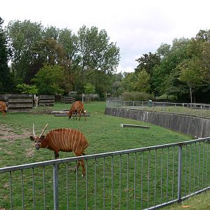 Bongo paddock at Blackpool Zoo, 16/08/14