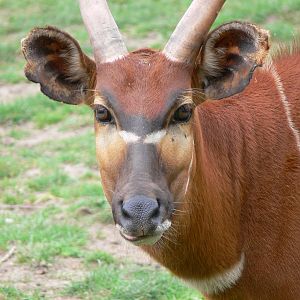 Eastern Bongo at Blackpool Zoo, 16/08/14