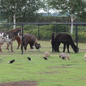Alpacas, donkeys and Patagonian cavies