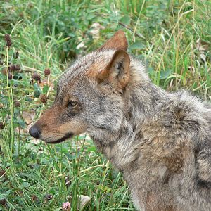 Iberian Wolf at Blackpool Zoo, 16/08/14