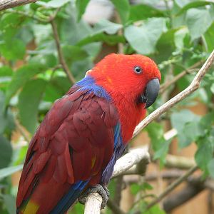 Red-sided Eclectus Parrot at Blackpool Zoo, 16/08/14