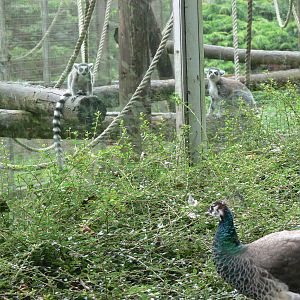 Ring-tailed Lemur v Peacock at Blackpool Zoo, 16/08/14