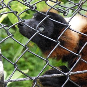 Red Ruffed Lemur August 2014