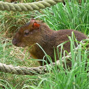 Central American Agouti at Blackpool Zoo, 16/08/14