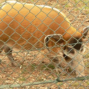 Red River Hog at Blackpool Zoo, 16/08/14