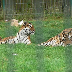 Amur Tigers at Blackpool Zoo, 16/08/14
