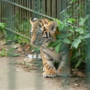 Amur Tiger cub at Blackpool Zoo, 16/08/14