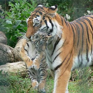 Amur Tiger and Cub at Blackpool Zoo, 16/08/14