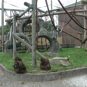 Orangutan Outlook at Blackpool Zoo, 16/08/14