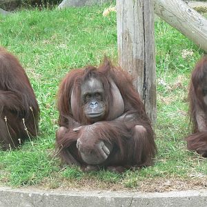 Bornean Orangutans at Blackpool Zoo, 16/08/14