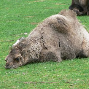 Bactrian Camel Calf at Blackpool Zoo, 16/08/14
