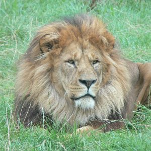African Lion at Blackpool Zoo, 16/08/14