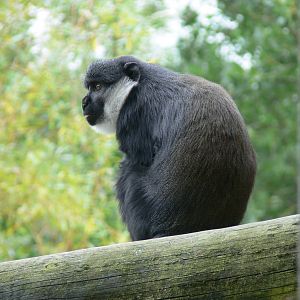 L'Hoest's Monkey at Blackpool Zoo, 16/08/14