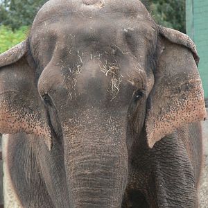 Sri Lankan Elephant at Blackpool Zoo, 16/08/14