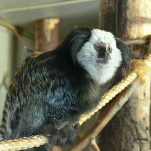 Geoffreys Marmoset at Blackpool Zoo, 16/08/14