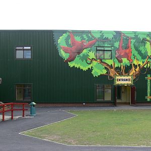 Orangutan Outlook at Blackpool Zoo, 16/08/14