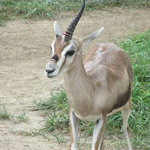 Speke's Gazelle