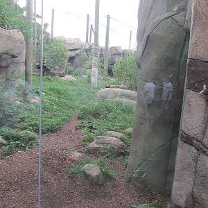 Forests - Tiger Forest