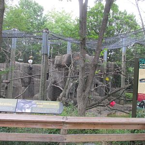 Forests - Gibbon and Otters